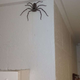 Imagen para el artículo titulado Adivina dónde está el garaje con una araña del tamaño de tu cara viviendo con su dueño